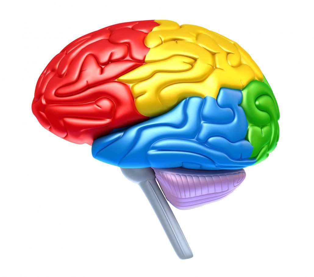 Cerebro simbolizando el proceso de comprensión lectora y su importancia